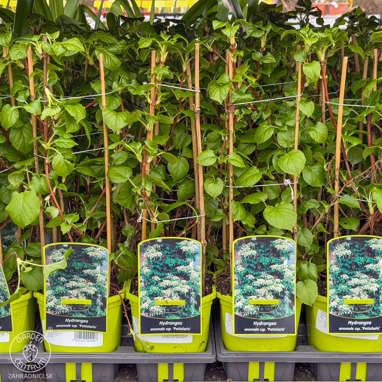 Obrázok Hortenzia popínavá (Hydrangea anomala petiolaris) - výška 40-60 cm, kont. C2L